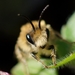 Plasterer Bees - Photo (c) Nadja Baumgartner, some rights reserved (CC BY-NC), uploaded by Nadja Baumgartner