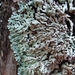 Tree Flute Lichen - Photo (c) Samuel Brinker, some rights reserved (CC BY-NC), uploaded by Samuel Brinker