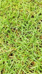 Zoysia matrella