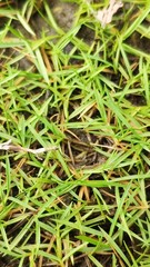 Zoysia matrella