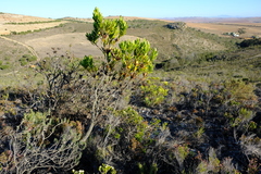 Leucadendron cryptocephalum