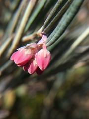 Andromeda polifolia glaucophylla
