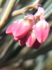 Andromeda polifolia glaucophylla