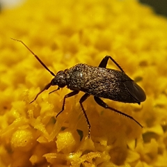 Lepidargyrus ancorifer