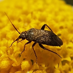 Lepidargyrus ancorifer