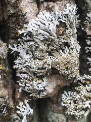 Physconia subpallida