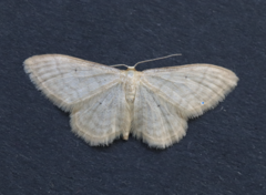 Idaea dilutaria