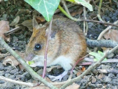 Apodemus sylvaticus