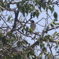 Vireo atricapilla