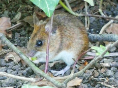Apodemus sylvaticus