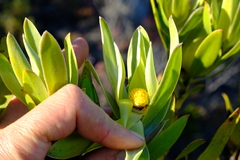 Leucadendron cryptocephalum