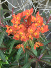 Euphorbia griffithii