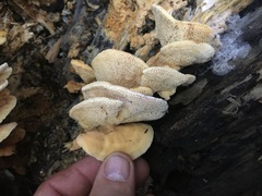Elmerina cladophora