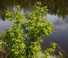 Sambucus kamtschatica
