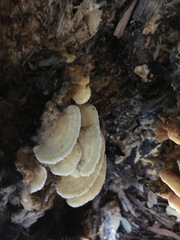 Elmerina cladophora