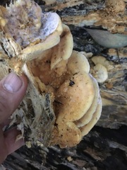 Elmerina cladophora