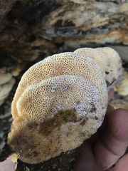 Elmerina cladophora