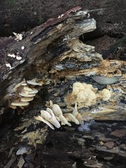 Elmerina cladophora