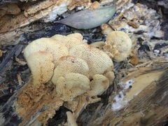 Elmerina cladophora