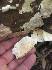 Elmerina cladophora