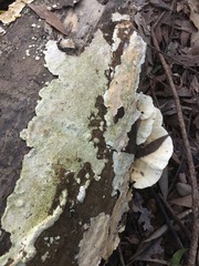 Elmerina cladophora