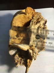 Elmerina cladophora