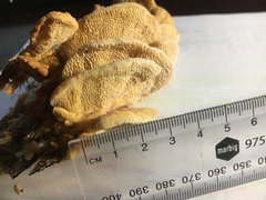 Elmerina cladophora
