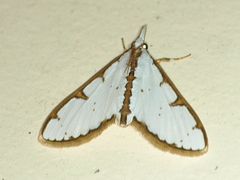 Cirrhochrista aetherialis