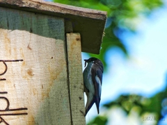 Ficedula hypoleuca