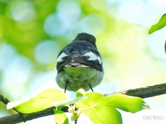 Ficedula hypoleuca