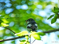 Ficedula hypoleuca