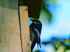 Ficedula hypoleuca