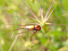 Nemophora fasciella
