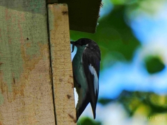 Ficedula hypoleuca