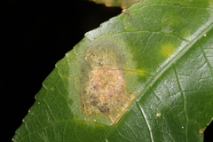 Cephaleuros lagerheimii