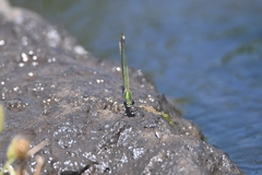 Calopteryx syriaca