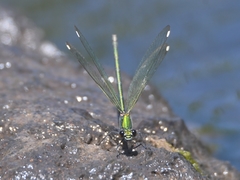 Calopteryx syriaca