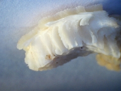 Elmerina cladophora
