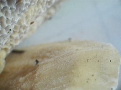Elmerina cladophora