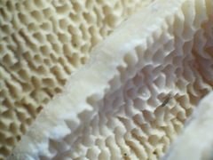 Elmerina cladophora
