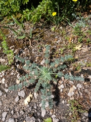 Seseli dichotomum