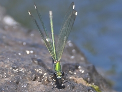 Calopteryx syriaca
