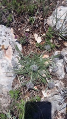 Convolvulus calvertii