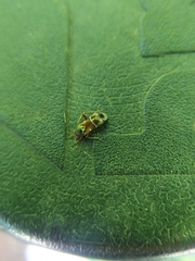 Pilophorus perplexus