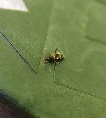 Pilophorus perplexus