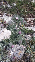 Convolvulus calvertii