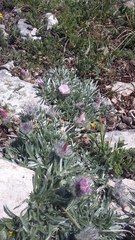 Convolvulus calvertii