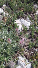 Convolvulus calvertii