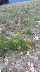 Prangos trifida