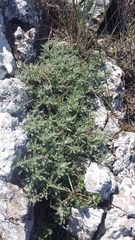 Thymus roegneri
